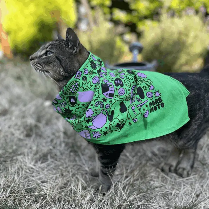 Magnificent brown tabby cat wearing a kelly green bandana with an all-over print in black and purple