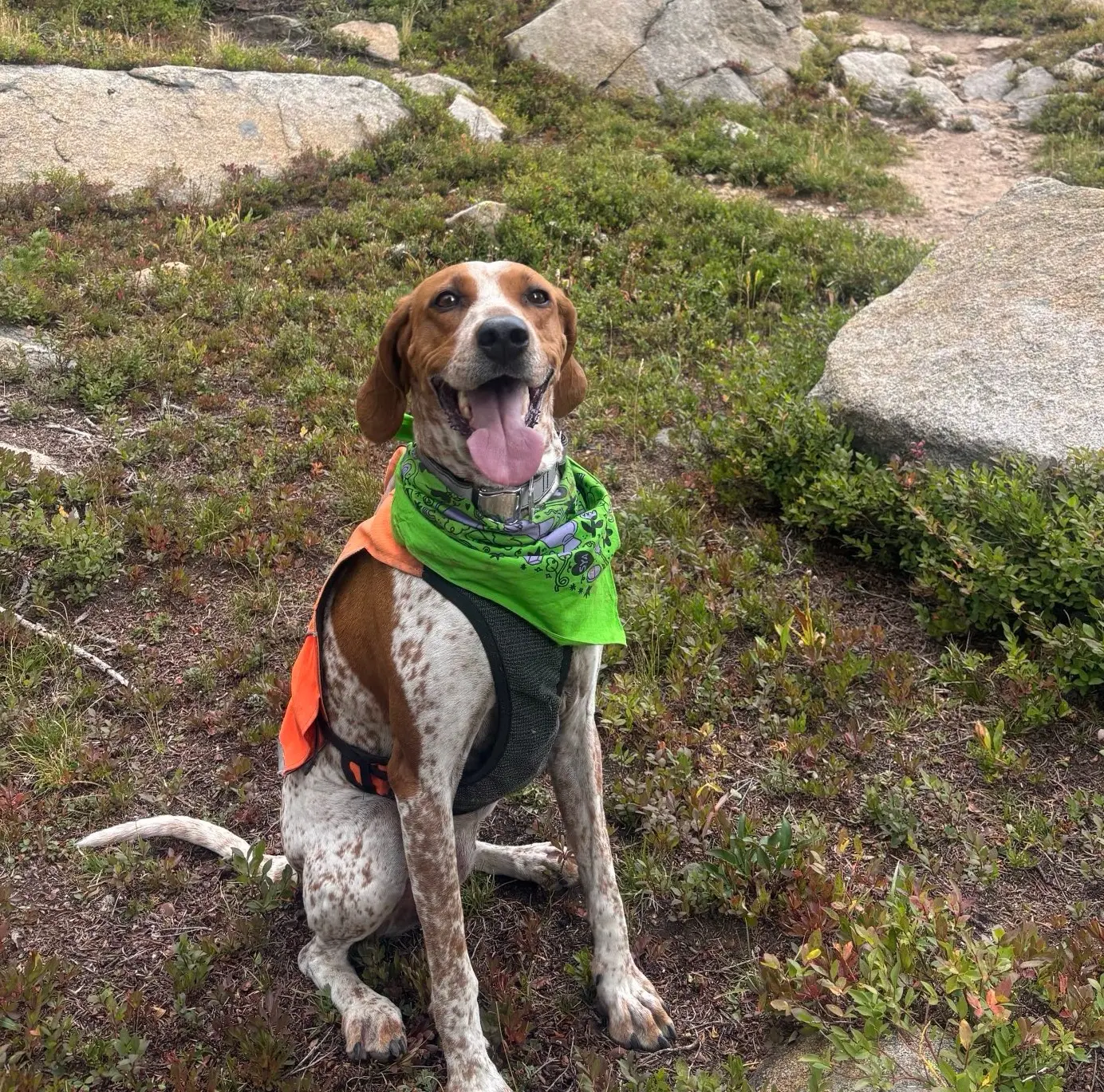 A derpy but adorable brown and white doggo wearing a kelly green bandana with an all-over print in black and purple